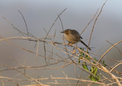 スジカブリヤブチメドリ1