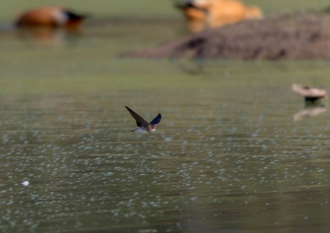 タイワンショウドウツバメ1