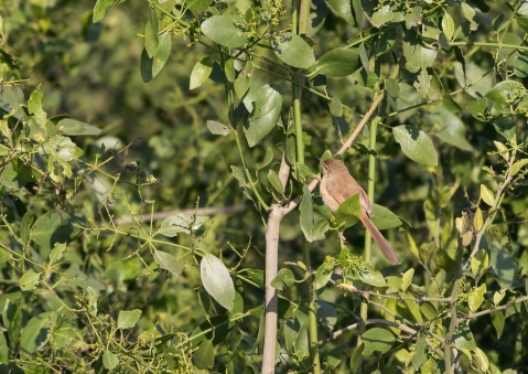 アジアマミハウチワドリ1