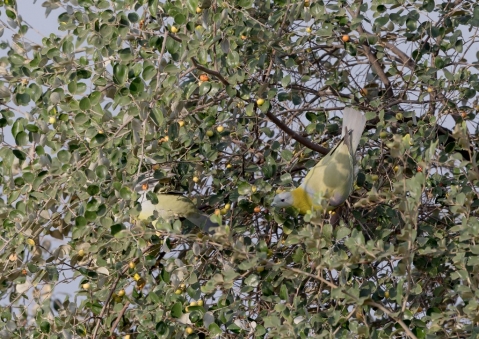 キアシアオバト2