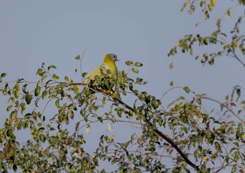 キアシアオバト3