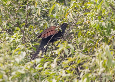 オオバンケン16