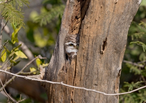 インドコキンメフクロウ5