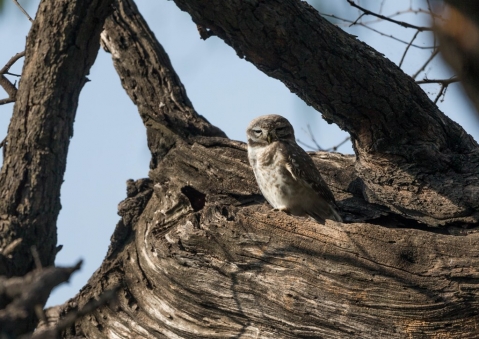 インドコキンメフクロウ2