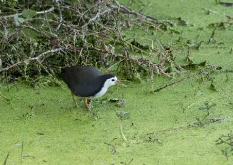 シロハラクイナ4