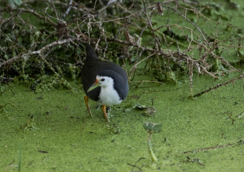 シロハラクイナ5