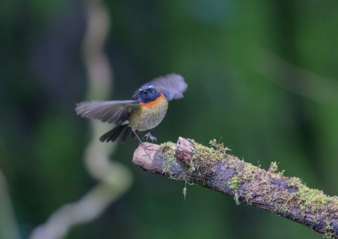 アリサンヒタキ4