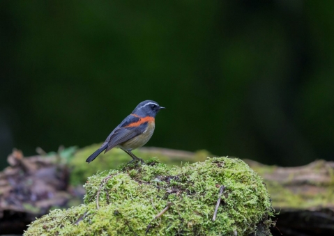 アリサンヒタキ11