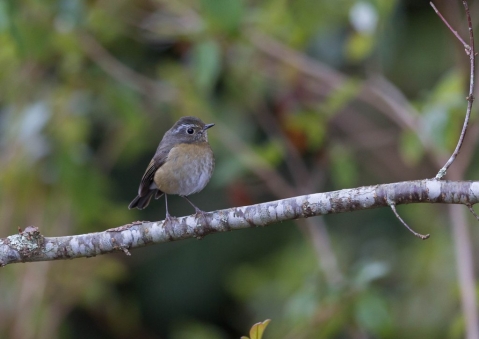 アリサンヒタキ52