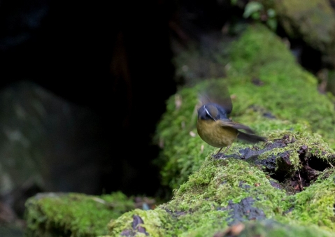 キクチヒタキ10