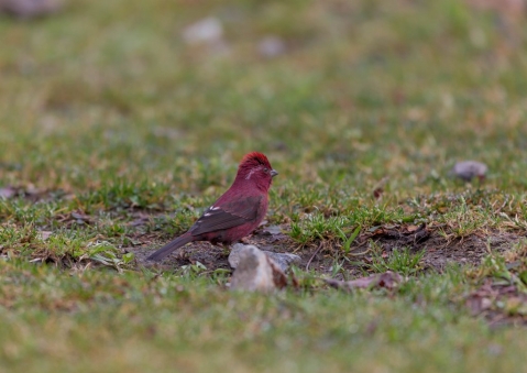 タカサゴマシコ3