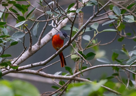 ベニサンショウクイ12