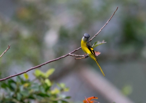 ベニサンショウクイ51