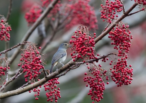 チャバラオオルリ51