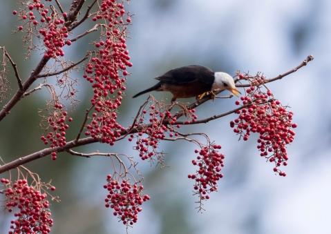 タイワンツグミ3