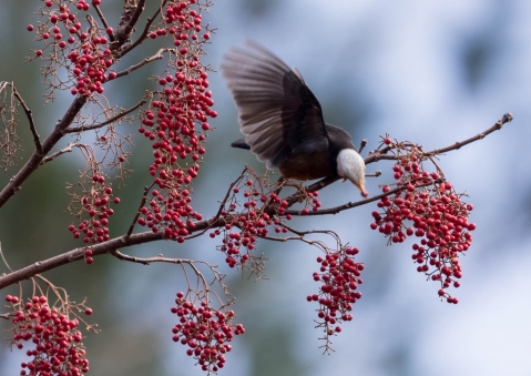 タイワンツグミ5