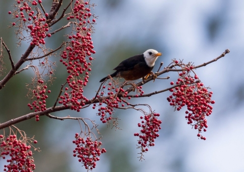 タイワンツグミ4