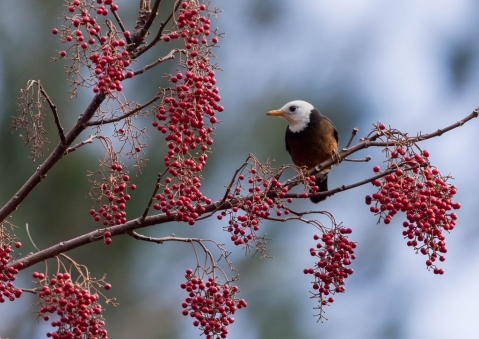 タイワンツグミ7