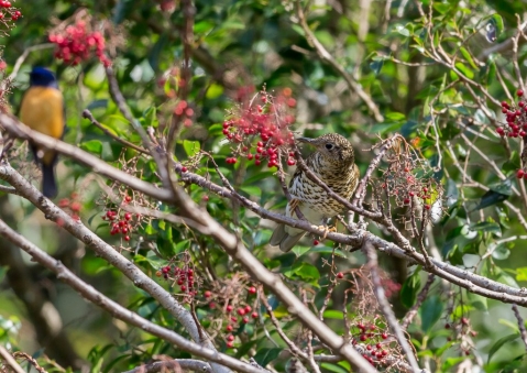 トラツグミ4
