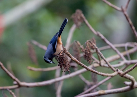 ミミジロチメドリ7