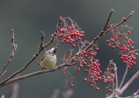 カンムリチメドリ4