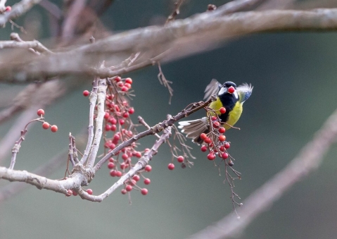 キバラシジュウカラ3
