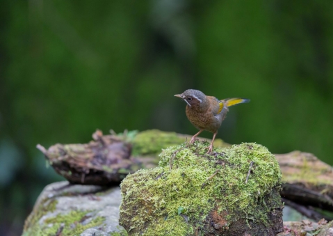 キンバネホイビイ6