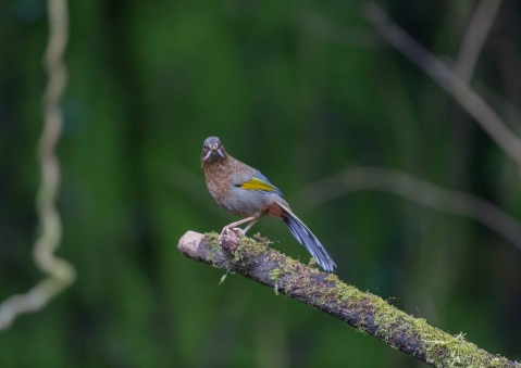 キンバネホイビイ8