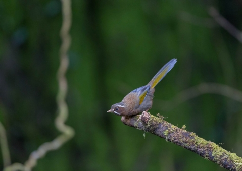 キンバネホイビイ10