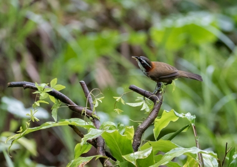 ヒメマルハシ11