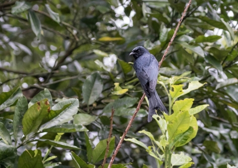 ヒメオウチュウ3