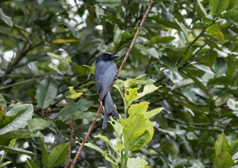 ヒメオウチュウ2