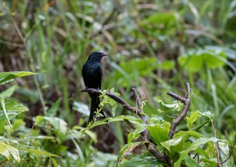 ヒメオウチュウ5