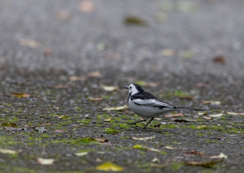 ホオジロハクセキレイ3