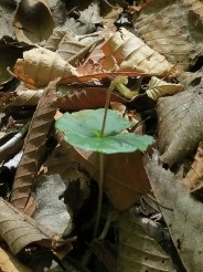 イヌブナ1IMG_1887 (640x480) (2)