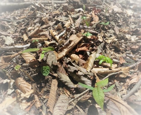 発芽IMG_1880 (640x480) (2)