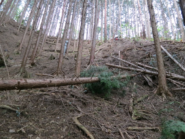 伐採後IMG_1835 (640x480)