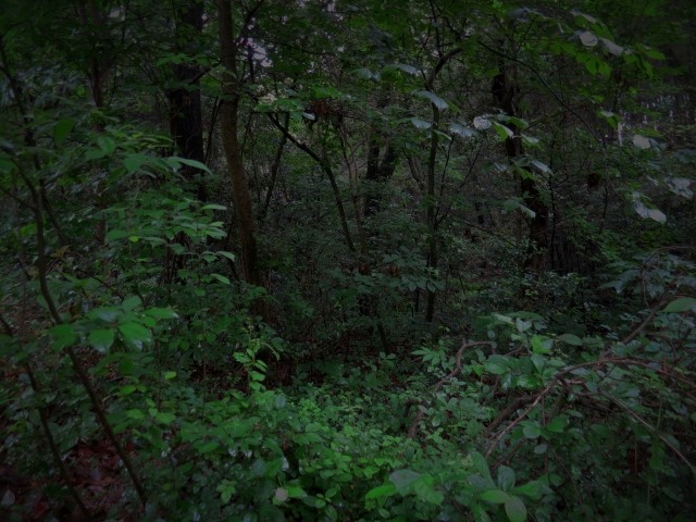 b IMG_2004 (640x480) (2)