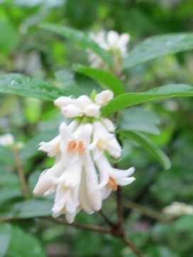 イボタノキzoom IMG_2001 (180x210)