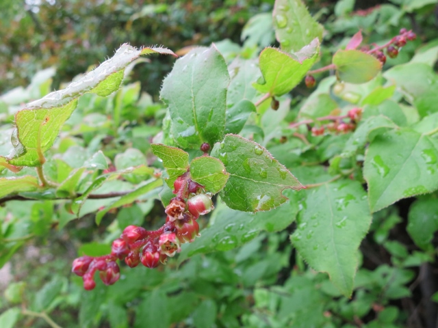 ナツハゼIMG_1982 (640x480)