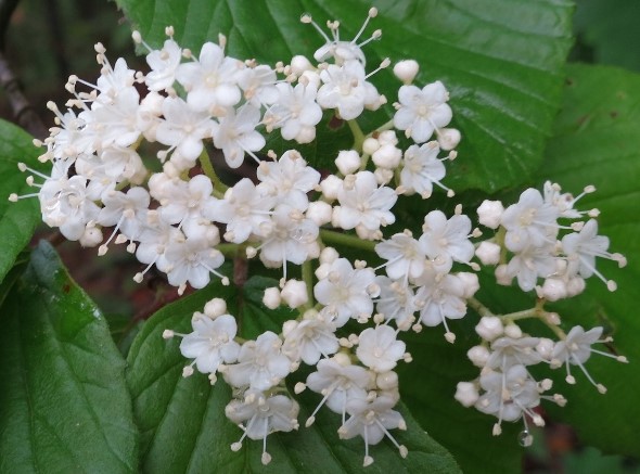 ガマズミ花zoomIMG_1975 (640x480)