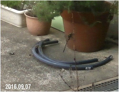 03d 500 20160907 シオカラトンボ