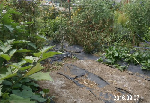 03c 500 20160907 before 秋植えジャガイモarea