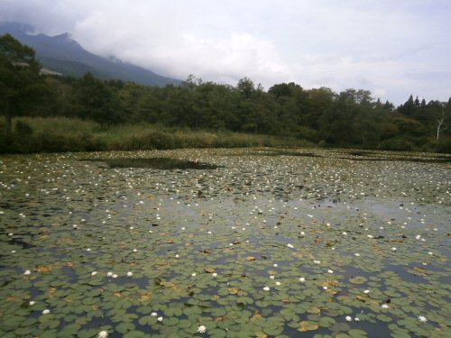 02a 500 20160911 いもり池:水芭蕉