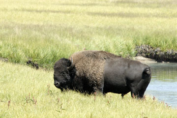blog TAKE 96 Yellowstone NP, Buffalo, Pelican Creek 2_27223-8.6.07.jpg
