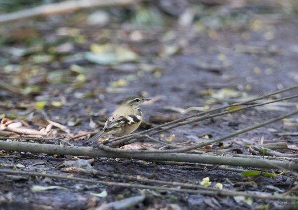イワミセキレイ11