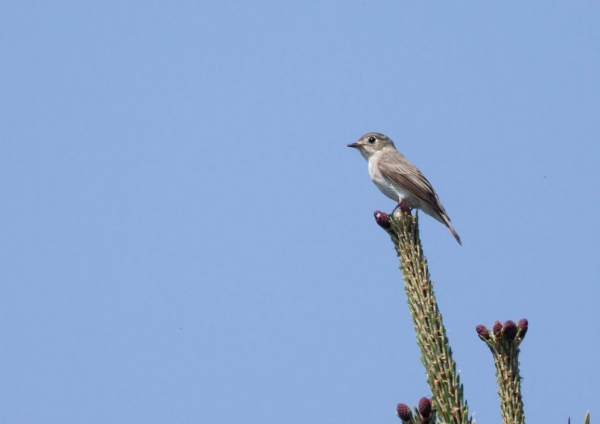 コサメビタキ11