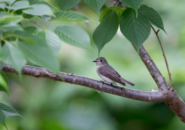 コサメビタキ10