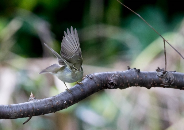 オオムシクイ2 border=