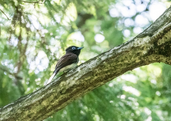 サンコウチョウ1